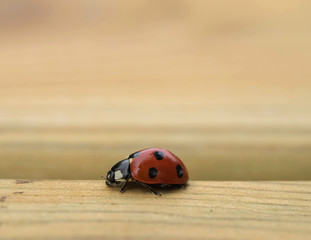 Ladybird