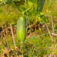 Organic cucumber on a garden bed close-up