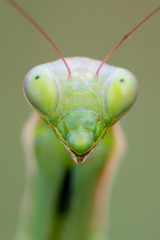 European mantis