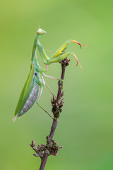 European mantis