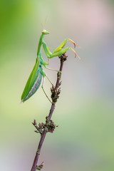 European mantis