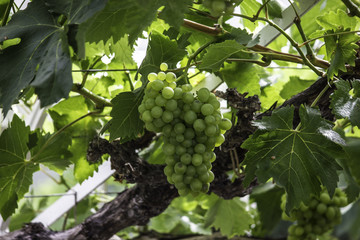 Fototapeta premium Grapes growing