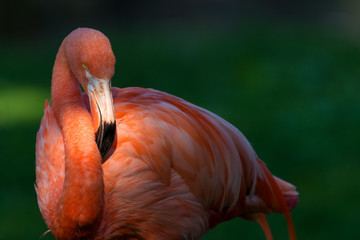 Flamingos