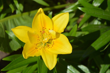 Fototapeta na wymiar Lily flowers at sunny day