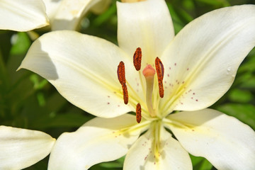 Lily flowers at sunny day