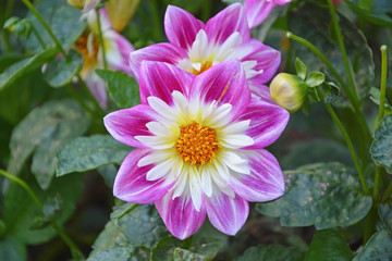 Daisy flower at the garden