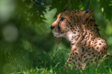 cheetah - Acinonyx jubatus © Marek R. Swadzba