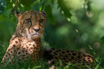 cheetah - Acinonyx jubatus © Marek R. Swadzba