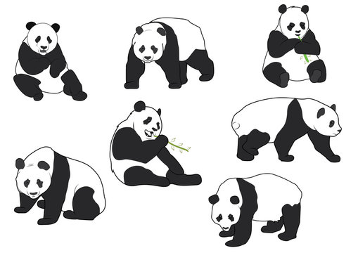 Set of Vector Panda silhouettes