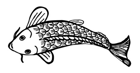 fish drawn in a vector