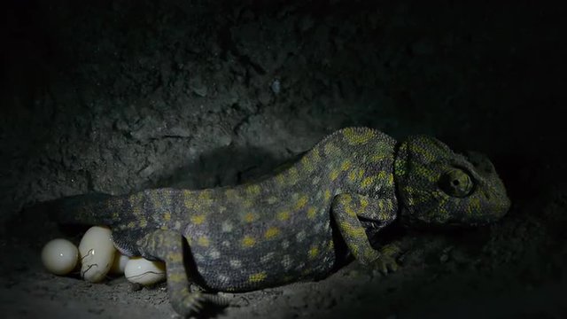  chameleon female laying eggs under ground tunnel 