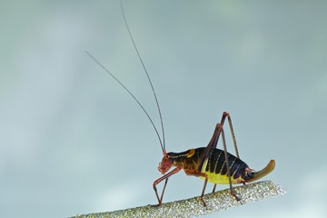 Cavalletta: Genere	Platycleis
Specie Platycleis affinis