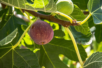 Ripe purple figs dripping with juice