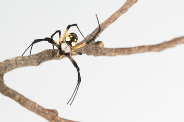 Zipper spider frontal close up