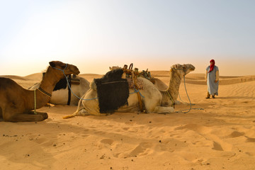 Three camels and a man have a rest in the desert
