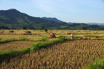 Fototapeta na wymiar Rizières au Laos
