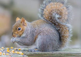 Gray Squirrel