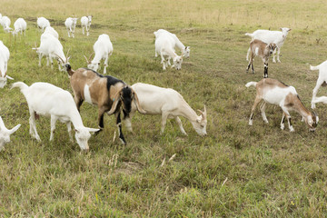 Obraz na płótnie Canvas herd of goats speckled