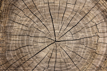 old wood texture