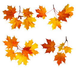 autumn leaves  isolated on white background