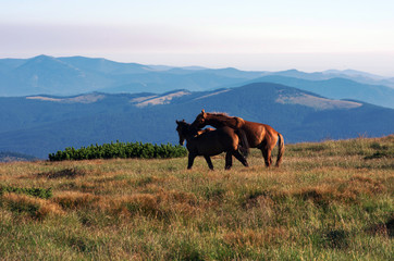  horses on the mountain pasture with mountains in the background