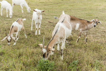 Obraz premium herd of goats speckled