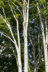 Tribes beechen trees in springtime