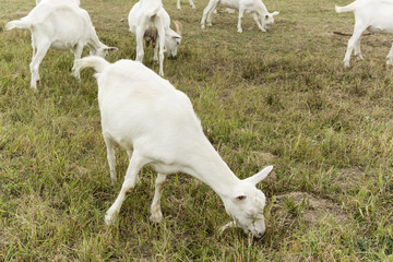 Fototapeta premium herd of goats white