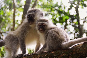 vervet monkeys