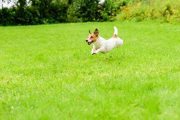 Happy dog playing and running on summer day leaps over green grass lawn