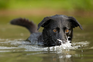 Labrador im Wasser