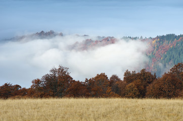 Fog in the autumn forest