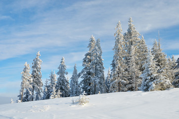 Fototapeta na wymiar Fir forest under the snow in the mountains