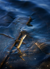 European grass snake swimming in the water mirror.