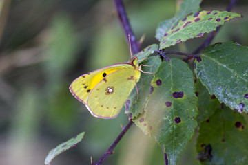 Borboleta Phoebis sennae