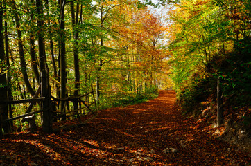 Road in the autumn forest
