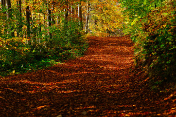 Fototapeta premium Autumn road in the woods