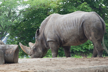 Naklejka premium White Rhino