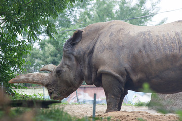 Obraz premium White Rhino