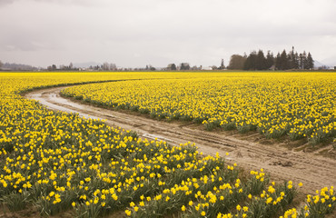 Daffodiil Farm In Bloom