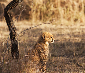 Naklejka premium Young Cheetah Cub
