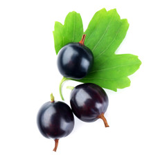 Wild black currant with green leaf isolated on white