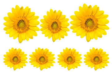 Sun flowers