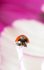 Ladybug, Coccinella septempunctata on garden cosmos