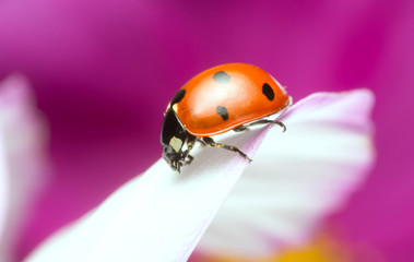Ladybug, Coccinella septempunctata on garden cosmos
