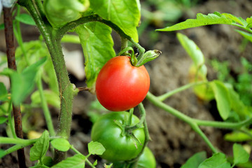 Tomatoes growing in garden