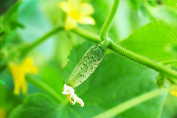 Cucumber growing in garden