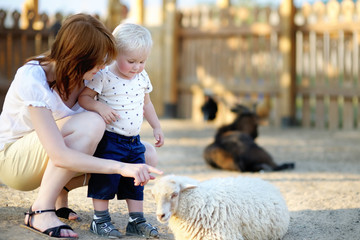 Toddler boy and his mother looking at sheep