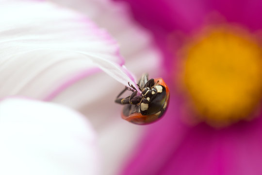 Ladybug, Coccinella septempunctata on garden cosmos