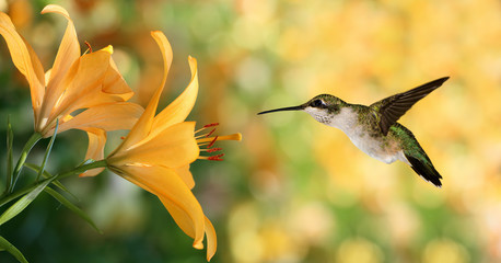Naklejka premium Hummingbird (archilochus colubris) hovering next to a yellow lil
